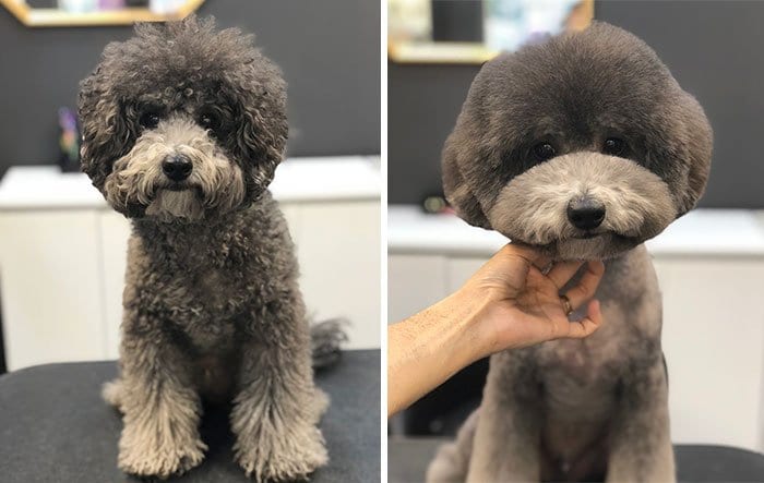 Funny,Dog,Pictures,Before,After,Haircut