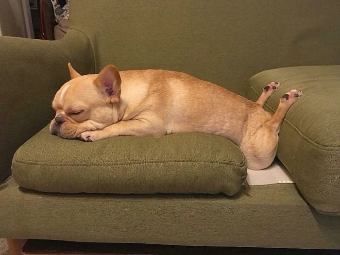 Hilarious,Pictures,Dogs,Unique,Sleeping,Positions