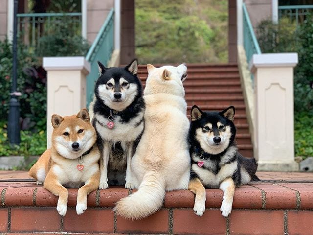 Adorable,Shiba Inu,Good,Ruining,Group,Photos