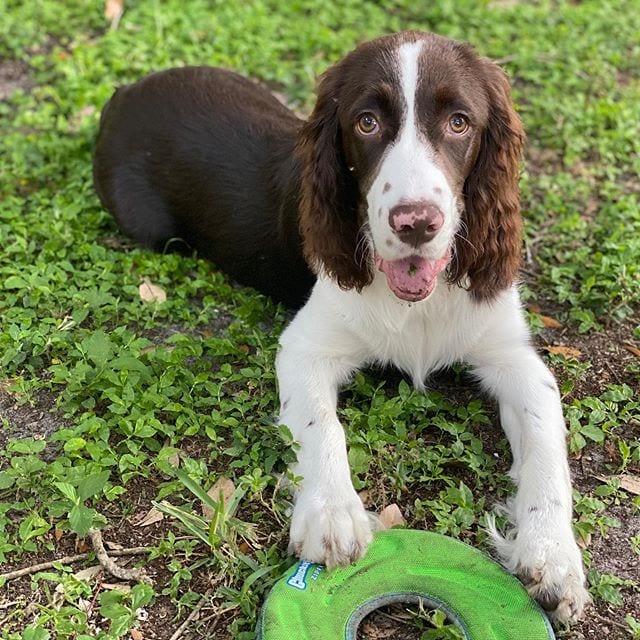 Dog,Breeds,Floppy,Ears