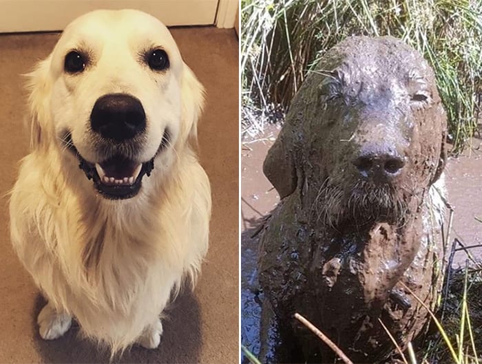 Funny,Pictures,Muddy,Dogs,Before,After