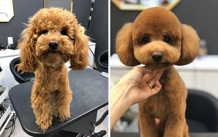 Funny,Dog,Pictures,Before,After,Haircut