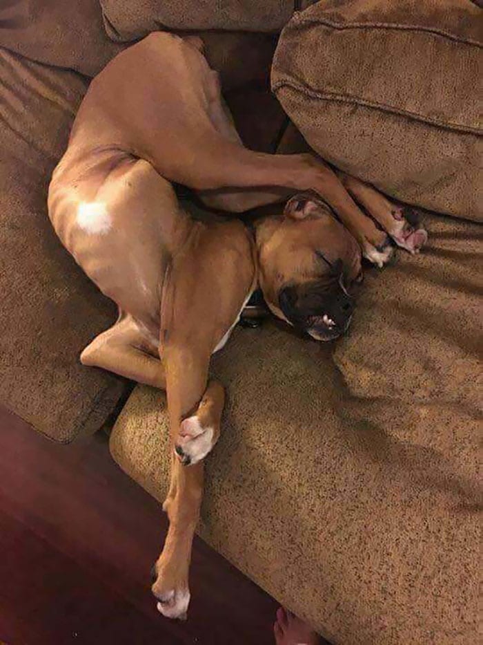 Hilarious,Pictures,Dogs,Unique,Sleeping,Positions