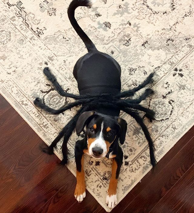 Funny,Pictures,Dogs,Halloween,Costumes