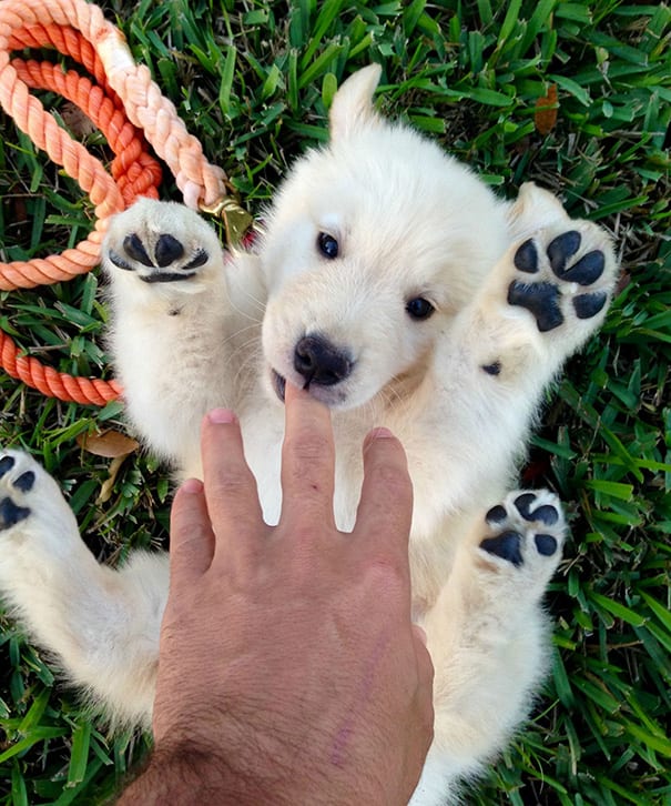 Super,Cute,Pictures,Chubby,Puppies,Teddy,Bears