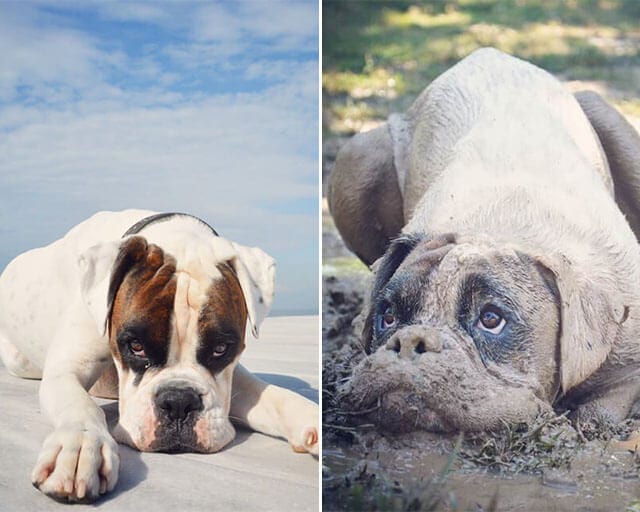 Funny,Pictures,Muddy,Dogs,Before,After