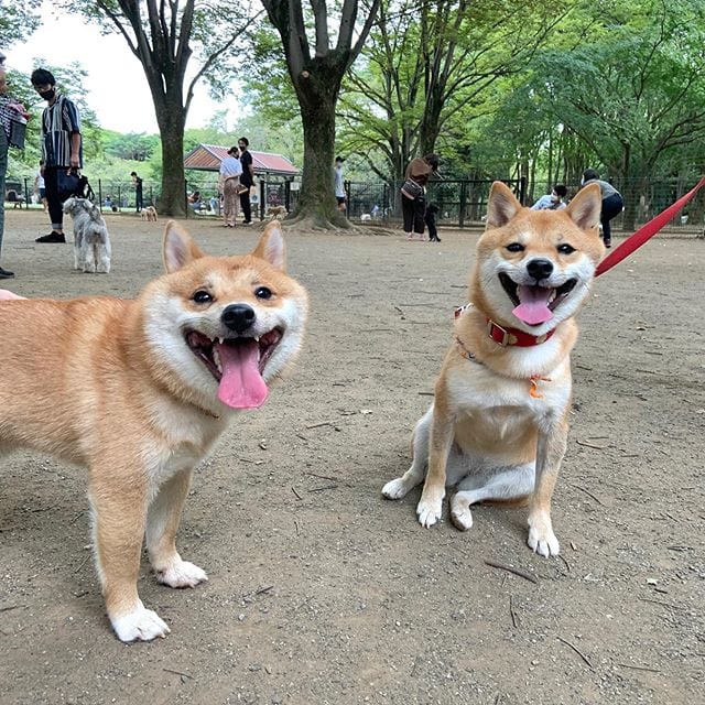 Cute,Shiba Inu,Everyone,Smile