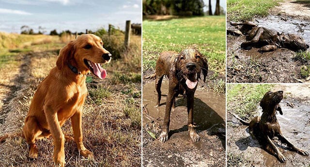 8 Funny Pictures of Muddy Dogs Before And After