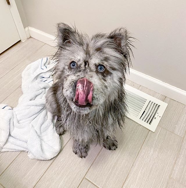 Chow Chow,Chow,Beauty,Angel
