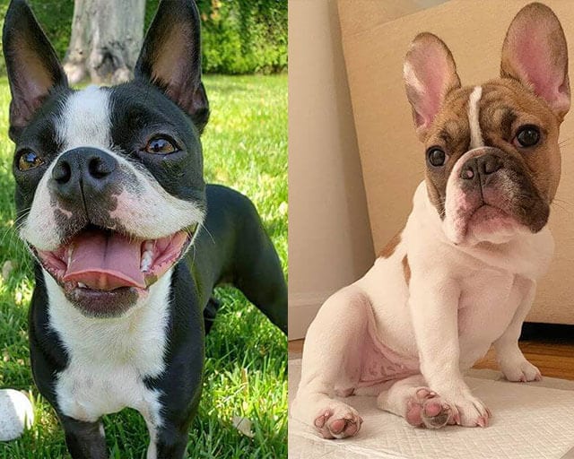 Pairs,Dog,Breeds,Confuse,Many,Lovers