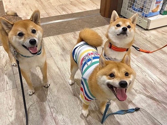 Cute,Shiba Inu,Everyone,Smile