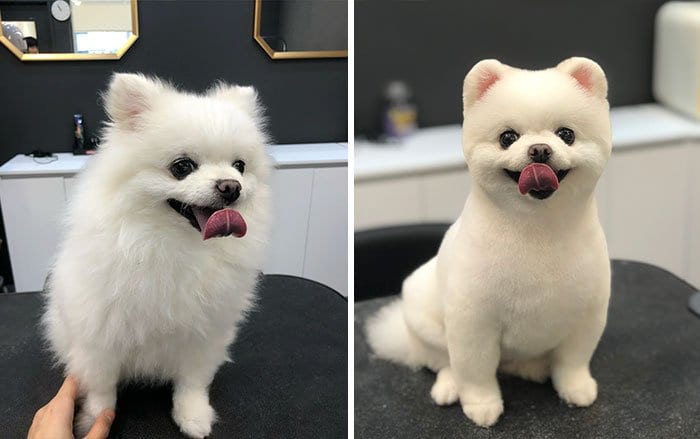 Funny,Dog,Pictures,Before,After,Haircut