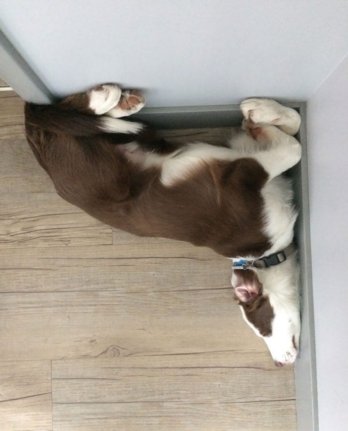 Hilarious,Pictures,Dogs,Unique,Sleeping,Positions