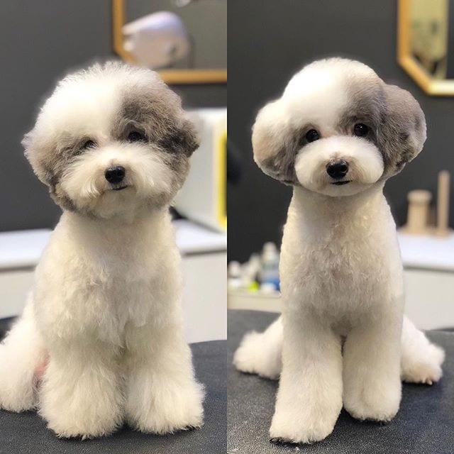 9 Funny Dog Pictures Before And After Haircut