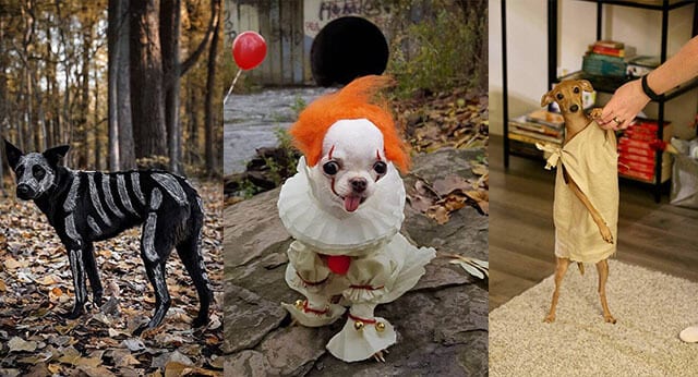 9 Funny Pictures Of Dogs In Halloween Costumes