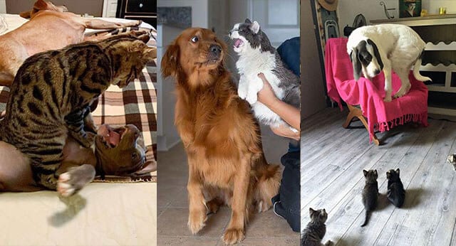 9 Hilarious Pictures Of Dogs That Are Scared Of Cats