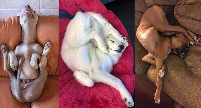 9 Hilarious Pictures of Dogs With Unique Sleeping Positions