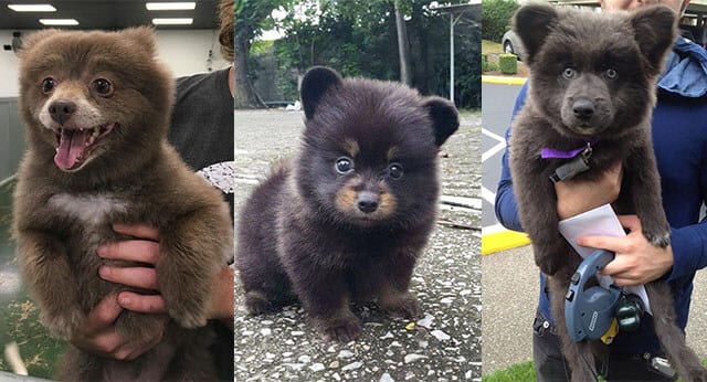 9 Super Cute Pictures of Chubby Puppies That Look Like Teddy Bears