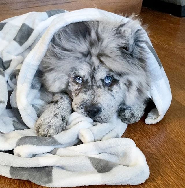 Chow Chow,Chow,Beauty,Angel