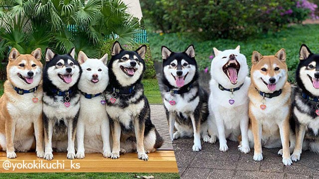 This Adorable Shiba Inu Is Good At Ruining Group Photos