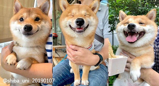 This Cute Shiba Inu’s Smile Can Make Everyone Smile
