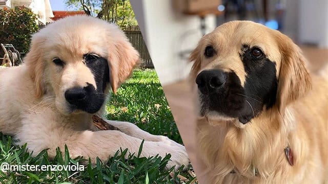 This Golden Retriever Has a Rare Beauty With a Very Special Half-Face Black Fur Mask