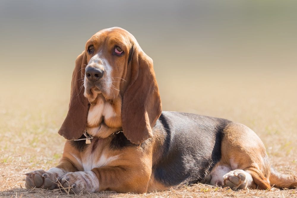 Top 10 Dog Breeds With Floppy Ears