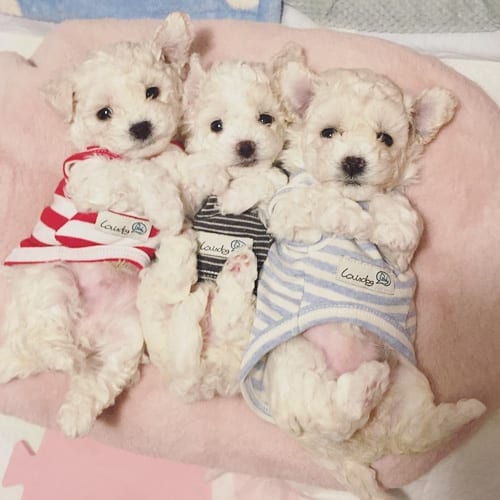 Dogs,Wins,Our,Heart
