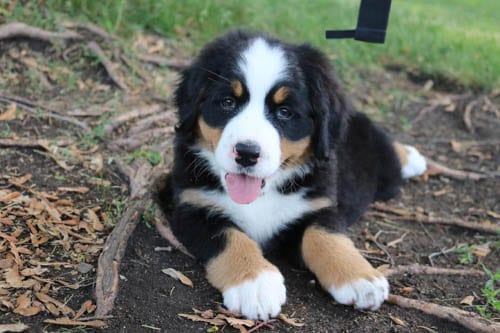 Adopt,Bernedoodle,Puppies