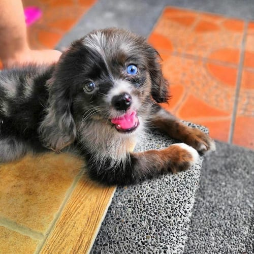 Facts,About,Cocker,Spaniel,Pomeranian,Mix,Cockeranian,Cocker Spaniel
