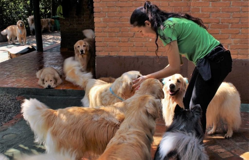 Dog,Obedience,Training,Commands,Teach,Your