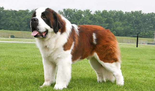 Top,Strongest,dog,Breeds,World