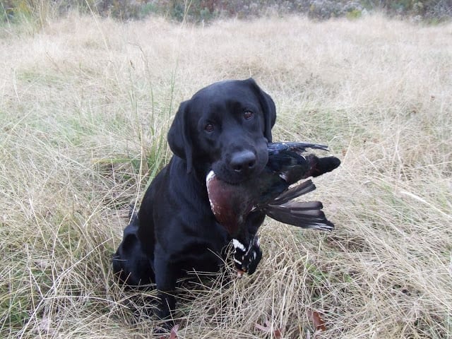 Top,Hunting,Dog,Breeds