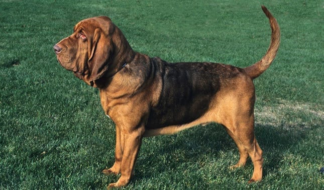 Top,Hunting,Dog,Breeds