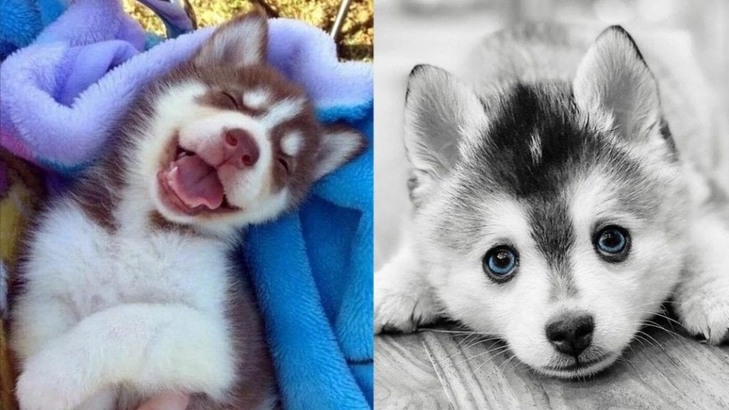 10 Amazing Facts About Siberian Husky