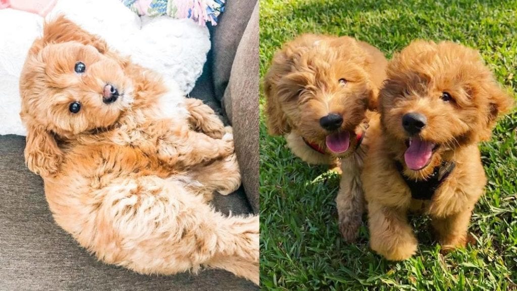 12 Amazing Facts About Miniature Golden Doodle