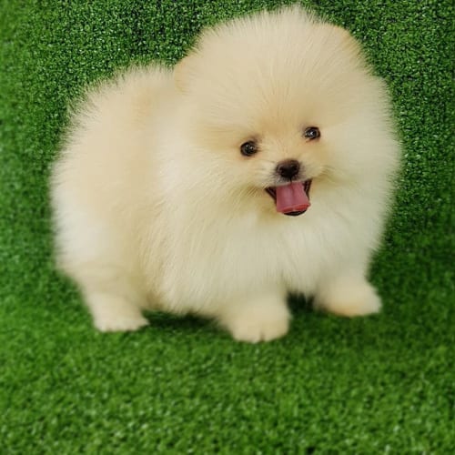 Common,Dog,Behavioral,Problems,Solutions