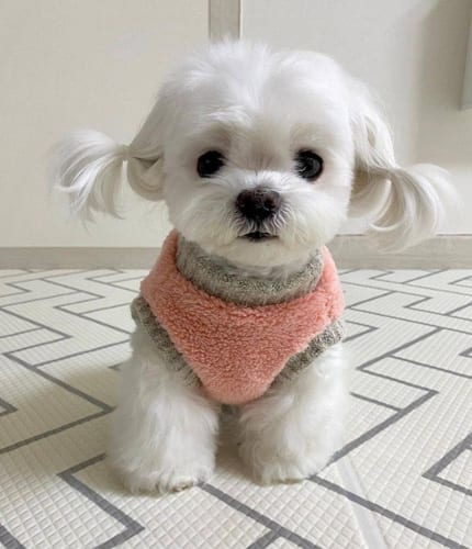 Common,Dog,Behavioral,Problems,Solutions