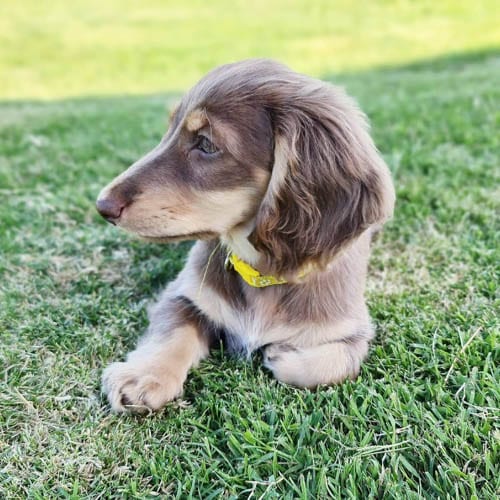 Adopt,Dachshunds,Puppies
