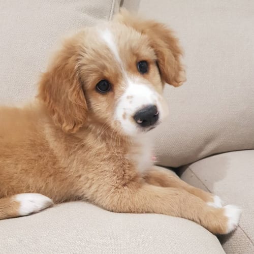 Facts,About,Cocker,Spaniel,Pomeranian,Mix,Cockeranian,Cocker Spaniel