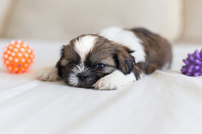 Top,Benefits,Shih Tzu,Dog