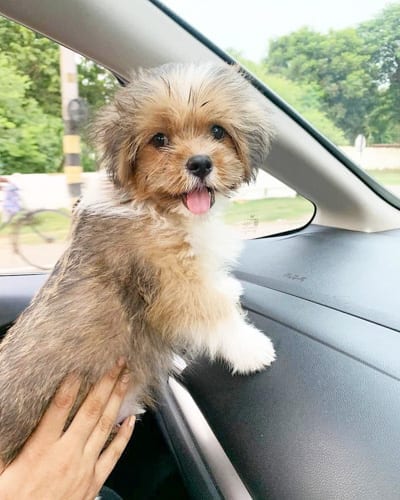 Dogs,Wins,Our,Heart