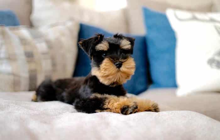 Facts,About,Miniature,Schnauzer,Dog,Breed