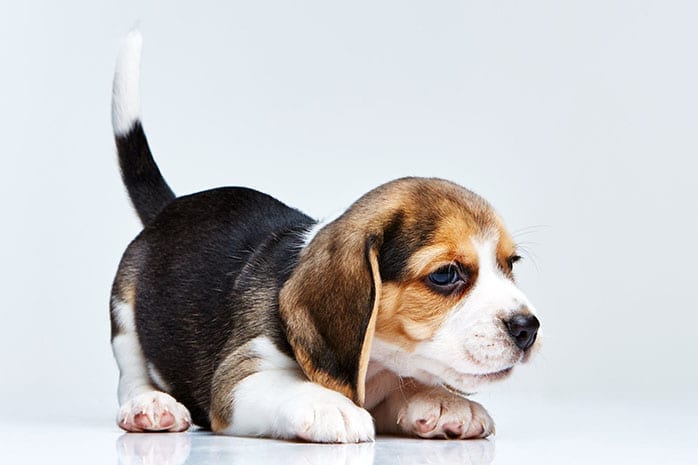 Top,Hunting,Dog,Breeds