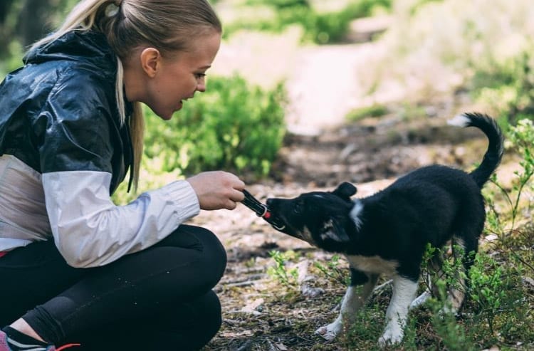 Dog,Obedience,Training,Commands,Teach,Your