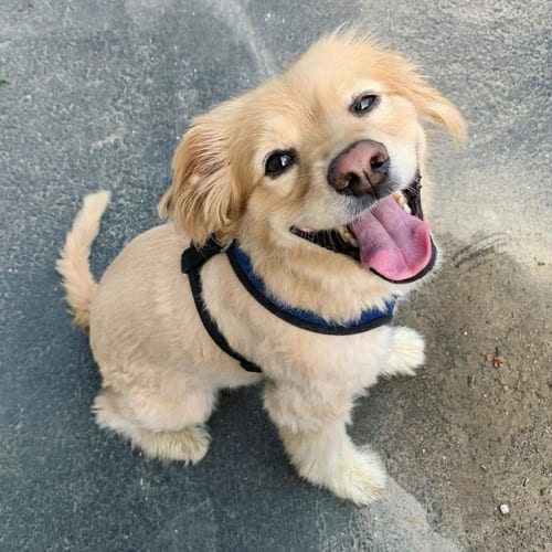 Common,Dog,Behavioral,Problems,Solutions