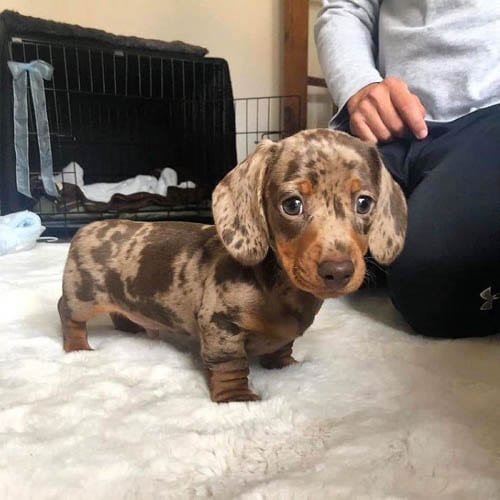 Adopt,Dachshunds,Puppies