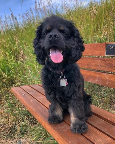 Facts,About,Cocker,Spaniel,Pomeranian,Mix,Cockeranian,Cocker Spaniel