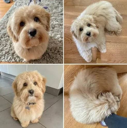 Facts,About,Poo-Ton,Dog,Breed