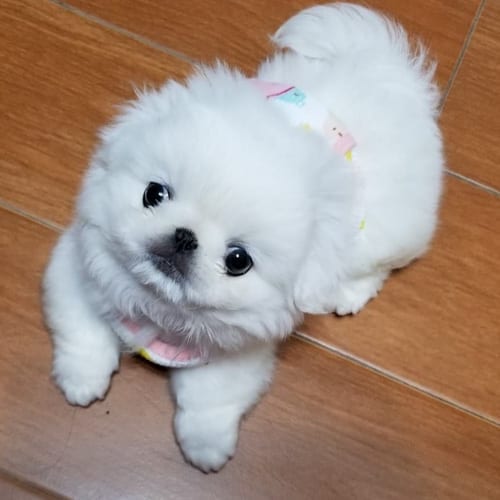 New,Puppy,Checklist,Things,Must Do